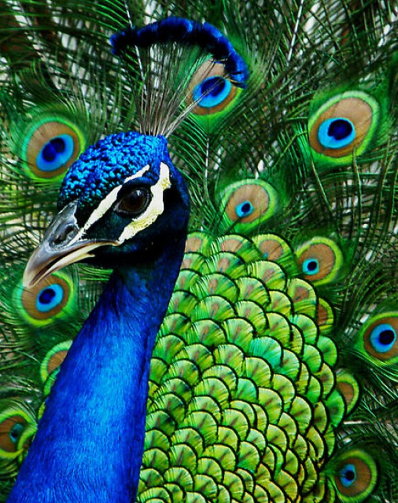 Pavão e suas plumas coloridas