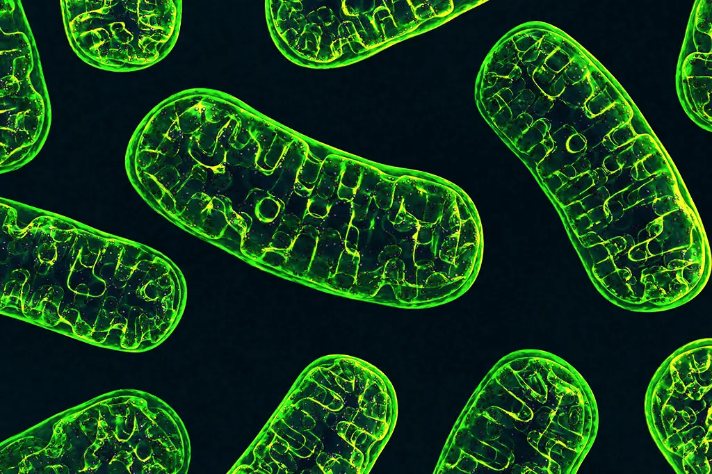 Imagem de mitocôndrias em microscópio